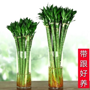 22龙竹植物水养无土水培水中泡在水里的花种在养p的适合养在卧室