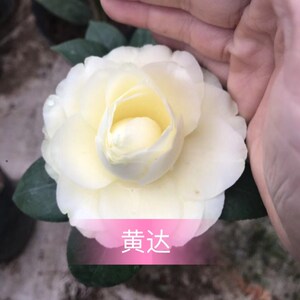 80chenhuaque淘宝六角粉莲茶花