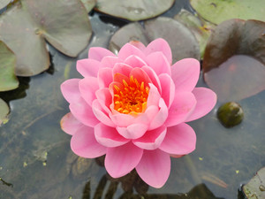 000人付款淘宝红得发紫庭院大缸手绘粉彩牡丹荷花缸1.