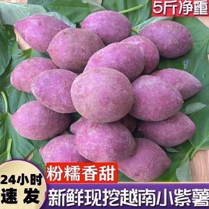 正宗越南小紫薯10斤新鲜紫心红薯板栗薯番薯地瓜小个迷你珍珠紫薯