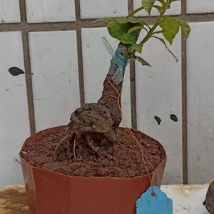 黑塔子金弹子老桩盆栽熟桩嫁接枝条练手桩血红果挂果母桩绿植盆景0人