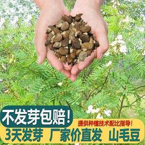 山毛豆种子白灰毛豆种籽道路护坡灌木山地造林荒地绿化改良水土
