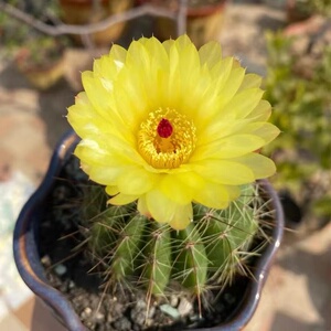 10-实生黄花青王仙人球一物一拍,加购物车满28免邮,直径3-5cm