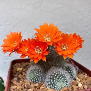 106-自根雪丽山仙人球一物一拍,加购物车满28自动免邮 直径2-4cm