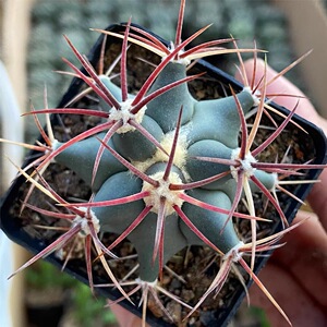 5-实生江守玉仙人球一物一拍,加购物车满28自动免邮,直径3-5cm