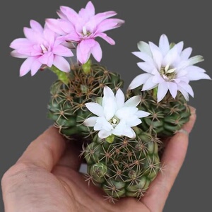 11-实生丽蛇牡丹仙人球一物一拍 加购物车满28自动免邮 直径3-5cm