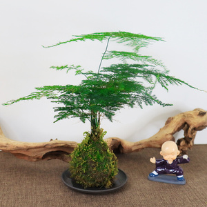 22凤尾竹办公室绿植米竹日本进b口竹子苔藓球植物万年青茶桌禅意