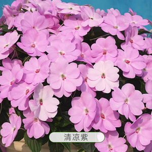 盆栽苗虹越庭院花园阳台观赏耐热耐雨淋草花超级凤仙桑蓓斯0人付款