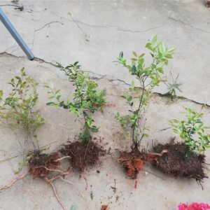 00tb4943160746淘宝乌饭树苗树桩南烛树盆栽盆景熟桩小老桩美观绿植