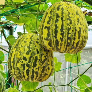 八里香甜瓜种子孑东北花蕾豹纹香瓜种籽瓜果阳台盆栽庭院蔬菜水果
