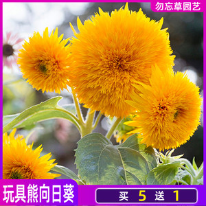 玩具熊矮向日葵