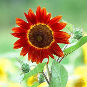 向日葵盆栽鸿运