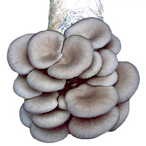 新品{买1包发3包}蘑j菇菌包平菇金针菇秀珍食用菌菌种阳台多肉植