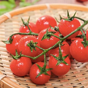 武汉山姆会员店代购串收小番茄1kg新鲜多汁即食生吃小西红柿顺丰