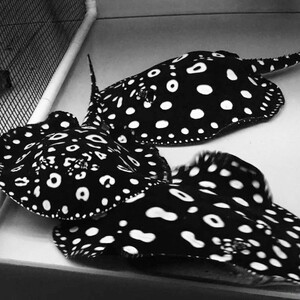 热带魔鬼鱼活体魟鱼皇冠黑白珍珠米克斯黑金淡水活体鱼苗