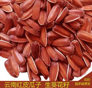 云南南瓜子
