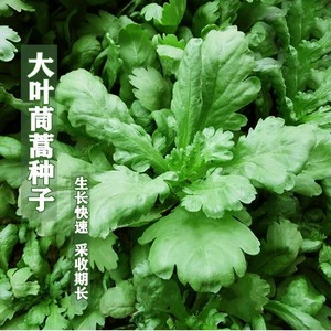 大叶茼蒿菜种籽种子皇帝菜桐蒿菜籽秋冬筒蒿农家阳台蔬菜种孑黄帝