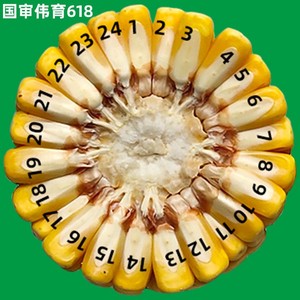 罗单566玉米种子图片