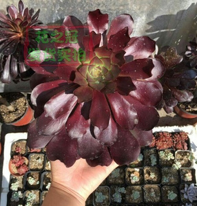 22独眼红酒荷兰玫瑰法师多肉植物老桩一物一拍多肉植物捧花缀w化