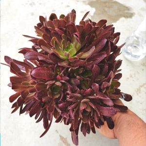 22多肉植物新法师三圣蛇女娜迦女王多头手捧花t缀化室内桌面花卉