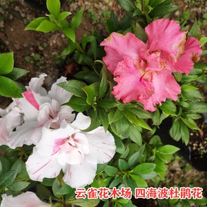 22四海波杜鹃花 多色系品种花卉 精美k杜鹃品种盆栽庭院客厅阳台