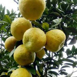 湖北土特产酸泡柑新鲜下火抛柑臭皮柑孕妇水果野生酸橘子3斤柑子