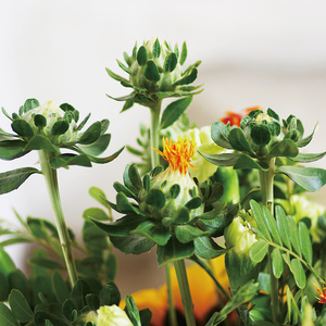 高档橙菠萝鲜花云南花卉花束斗南市场家用真花水养新鲜插花批奢华