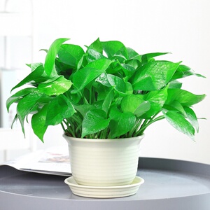 扶晖百货店淘宝绿萝盆栽大叶长腾绿植花卉客厅大盆除甲醛室内水培