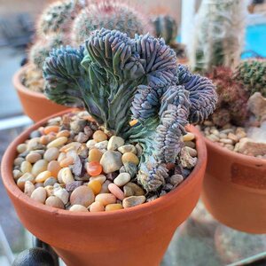 22龙神木缀化稀有植物品种仙人柱仙人掌科多肉创意k办公室绿植小