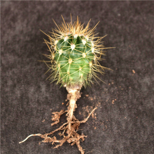 22巨人柱f仙人球 超大实生开花仙人柱组合小盆栽 稀缺室内外装饰