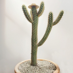 22沙漠植物秋衣柱仙人柱室内外盆栽花卉绿植i春青衣柱景观柱子分