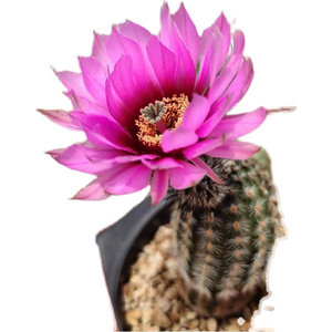 折墨虾仙人球实生