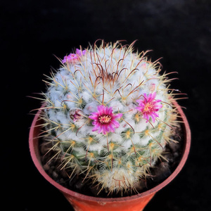 2h2丰明丸一物一拍 乳突球属开花漂亮仙人球仙人柱盆栽满68包邮a.