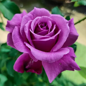 22法国玟兰伊芙布拉瑟月季 蓝紫色浓香大花克劳德布拉瑟尔d灌木a.