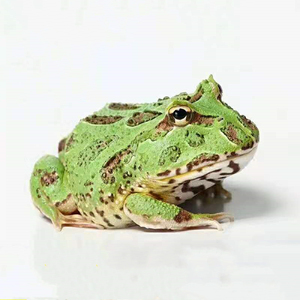 可爱宠物绿角蛙活体蝌蚪两栖黄金角蛙小宠物钟角南瓜蛙懒人易养