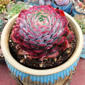 朱砂痣 多肉植物 控养精品 新手肉肉 室内花卉 组合盆栽 超萌肉肉