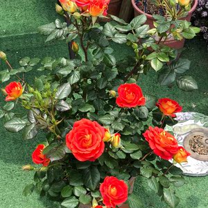 青菇娘花社芭曼双鱼座复色花型大盆老桩月季庭院阳台好养花多年生