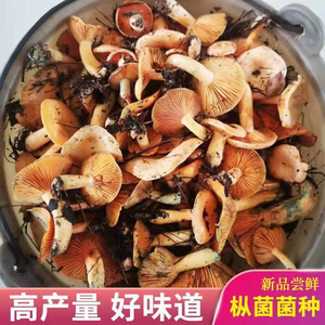 阳雀菌种子图片