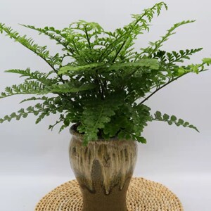 【小花匠】吉姆蕨盆栽 (40cm)室内蕨类植物四季常绿净化空气