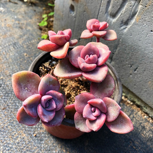 【吉普赛多肉】吉普赛多肉品牌,价格 - 阿里巴巴