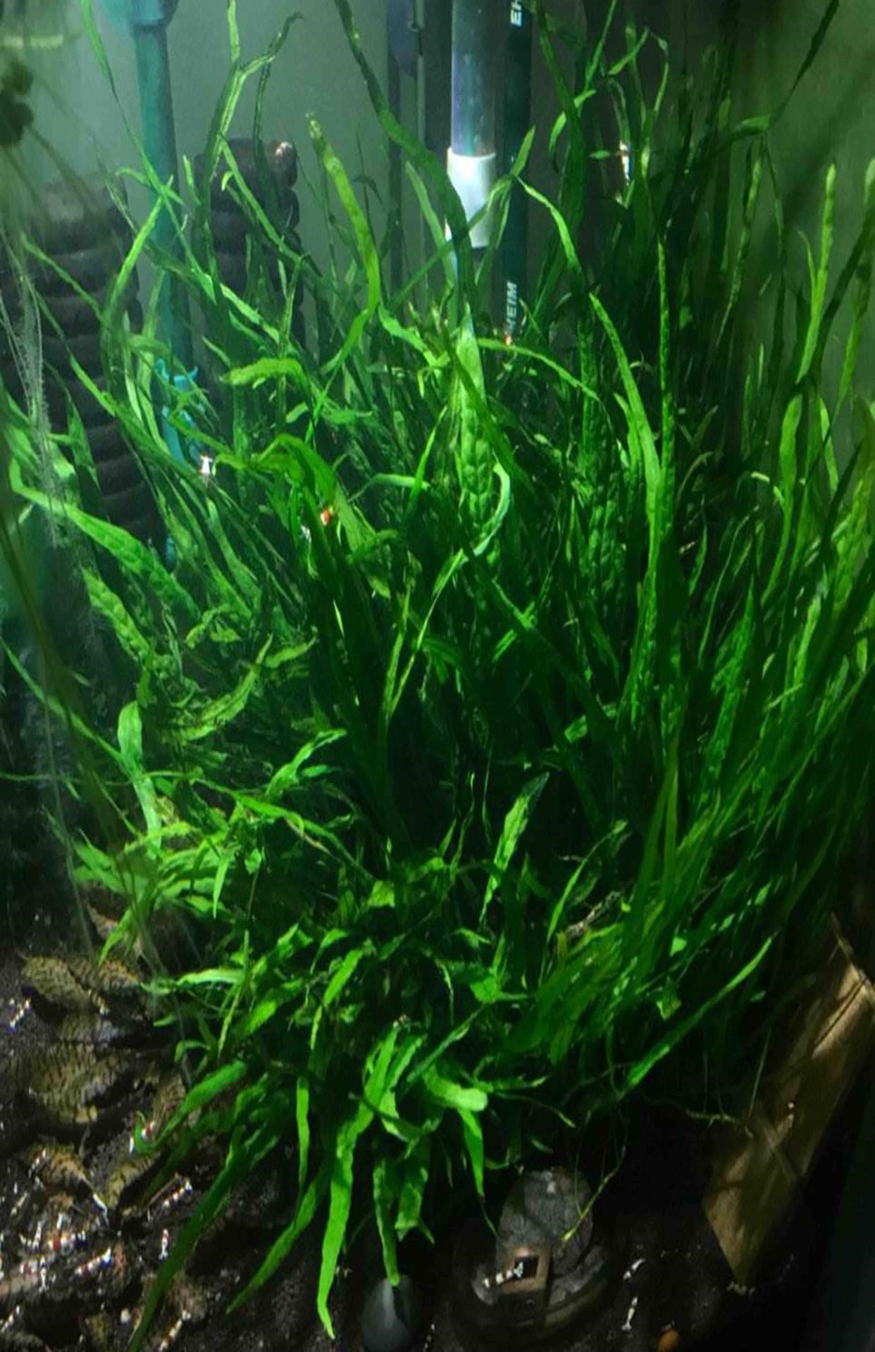 22直销丹麦细叶铁鹿角铁皇冠类青木黑g幕黑木蕨厥缸中后景水下鲜