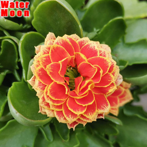 22h赛欧重瓣长寿花盆栽鲜花带花苞四季常开室内易养植物花卉新品