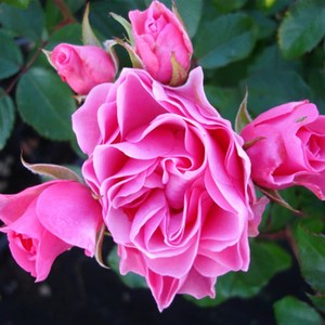 新品花苗阳台心月季t感激草本花卉之常非容易庭院热销