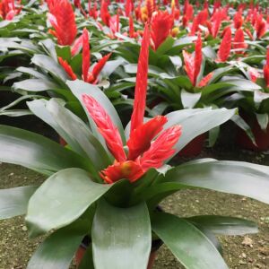 鸿运当头四季开花卡丽莺歌玉扇凤梨室内花卉办公室小盆栽绿植客厅