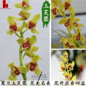 k蕙兰老种精品兰花苗 金祥云好养冬带浓苞花香 有v的味香兰花卉盆