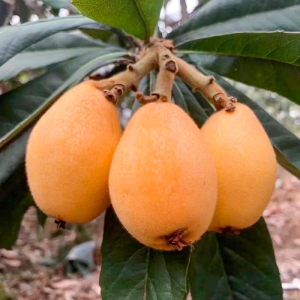 【顺丰大果】5斤正宗云霄枇杷新鲜大果甜琵琶果当季水果整箱包邮9