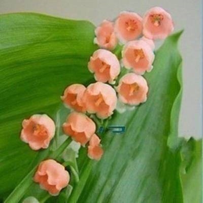 铃兰花苗彩色