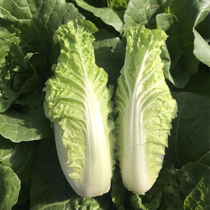 宝宝菜种子早熟甜嫩耐热快菜娃娃菜春季四季结球小白菜种籽银丝王