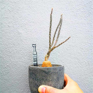 zhaomenggaohui淘宝邯郸多肉大棚仙人球团扇块根黑龙实物拍摄0人