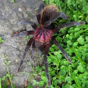 哥伦比亚镭射蜘蛛